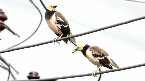 娱乐吃瓜小八哥是谁啊视频